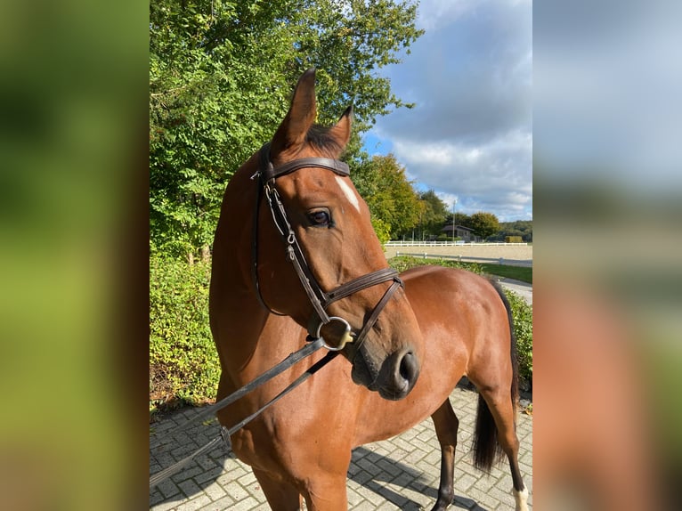 Oldenburger Springpferd Wałach 3 lat 170 cm Gniada in Osnabrück