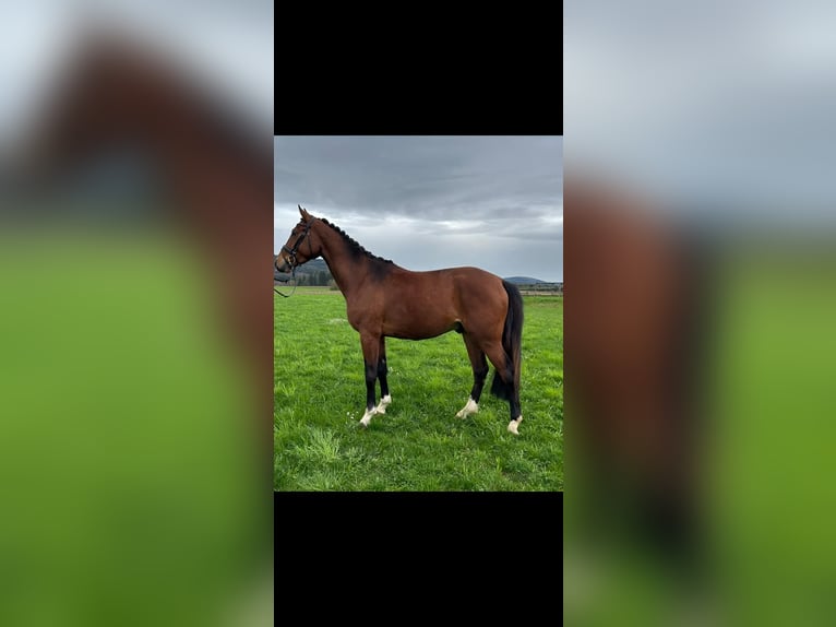 Oldenburger Springpferd Wałach 4 lat 167 cm Gniada in Mossautal