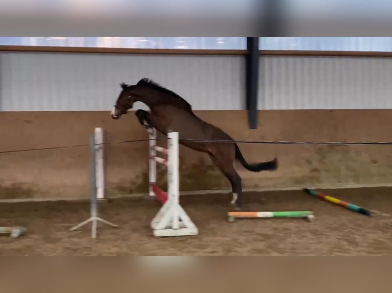 Oldenburger Springpferd Wałach 4 lat 170 cm Ciemnogniada in Gadow