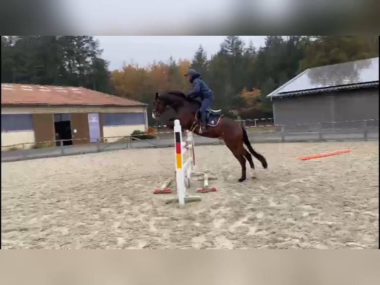 Oldenburger Springpferd Wałach 4 lat 170 cm Ciemnogniada in Gadow