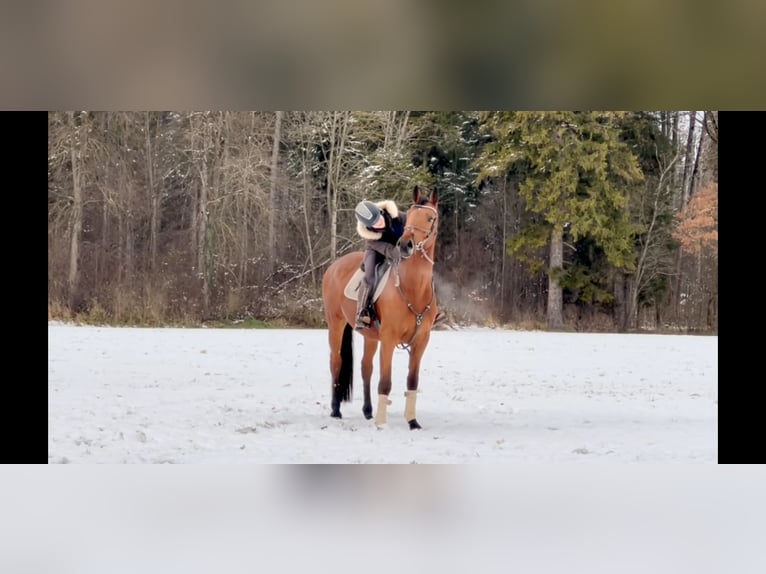 Oldenburger Springpferd Wałach 4 lat 170 cm Gniada in Schlins