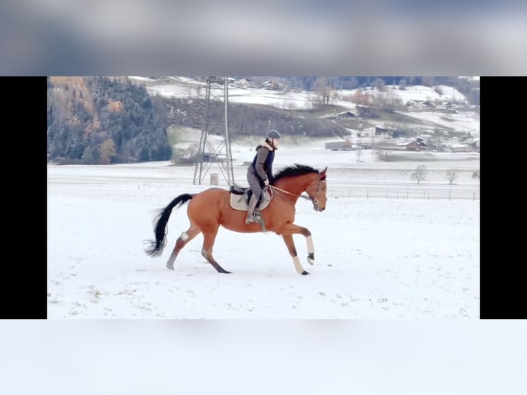 Oldenburger Springpferd Wałach 4 lat 170 cm Gniada in Schlins