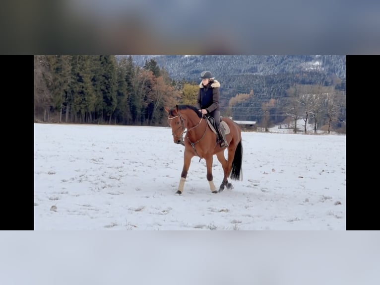 Oldenburger Springpferd Wałach 4 lat 170 cm Gniada in Schlins