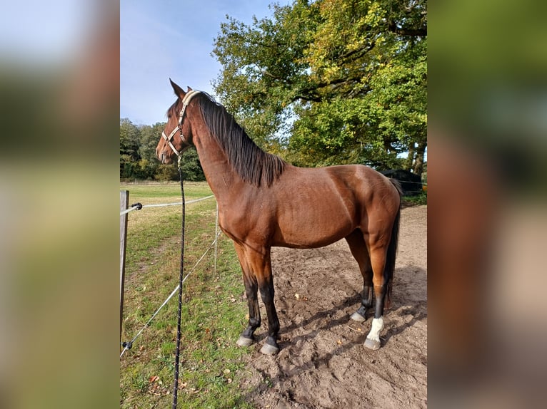 Oldenburger Springpferd Wałach 4 lat 180 cm Gniada in Isernhagen