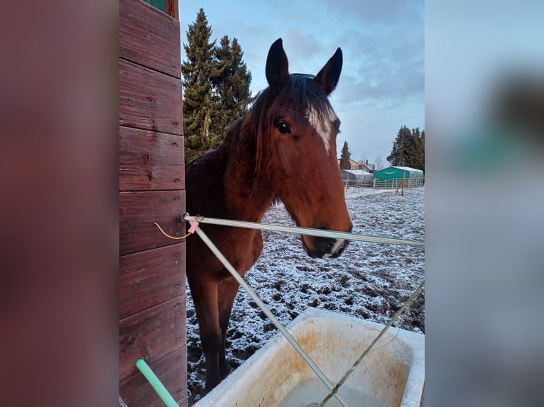 Oldenburger Springpferd Wałach 4 lat 180 cm Gniada in Isernhagen