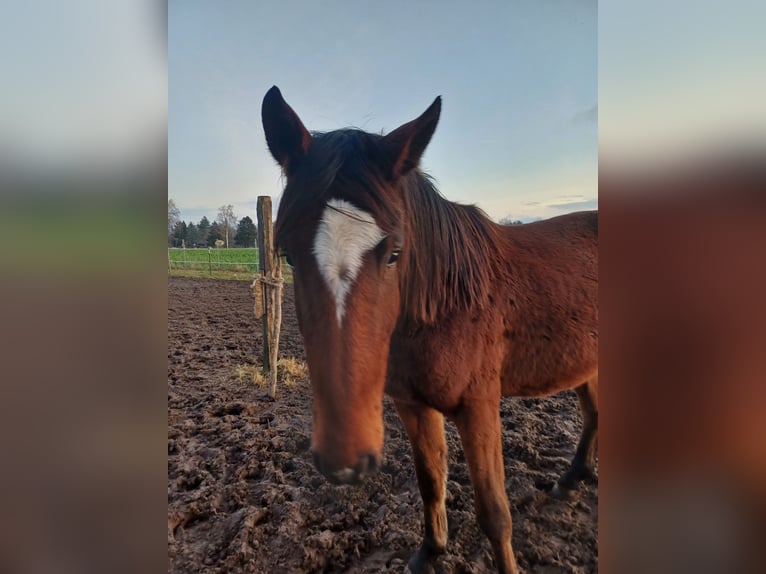 Oldenburger Springpferd Wałach 4 lat 180 cm Gniada in Isernhagen