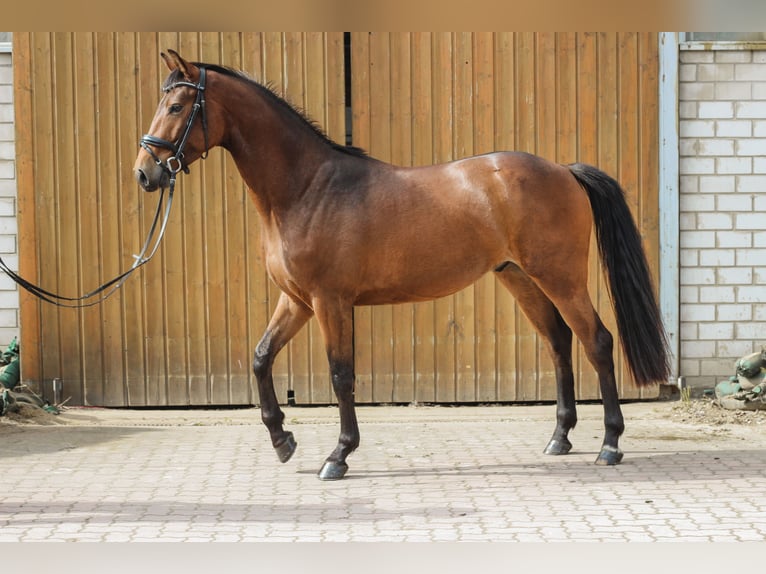 Oldenburger Springpferd Wałach 5 lat 163 cm Gniada in Wedemark