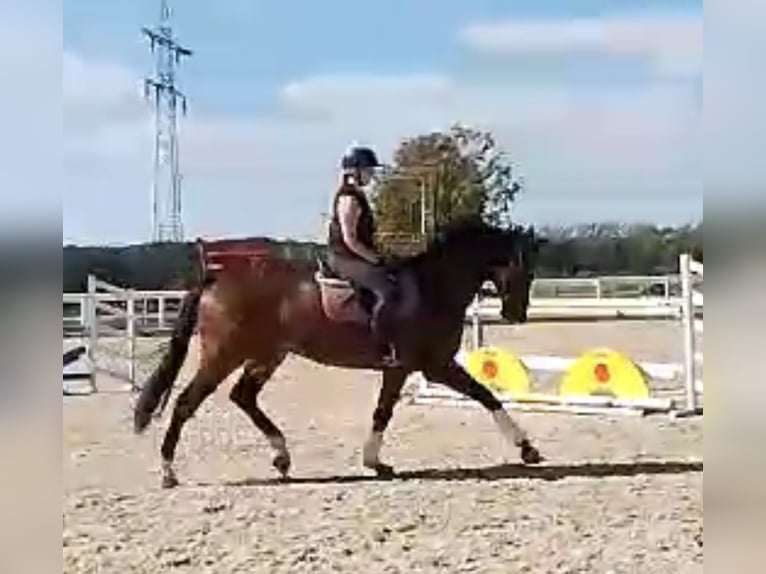 Oldenburger Springpferd Wałach 5 lat 170 cm Gniada in GundelfingenGundelfingen