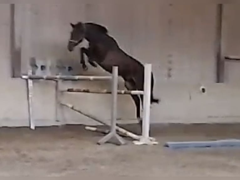 Oldenburger Springpferd Wałach 5 lat 170 cm Gniada in GundelfingenGundelfingen