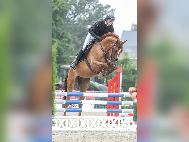 Oldenburger Springpferd Wałach 5 lat 170 cm Kasztanowata in Schleiz