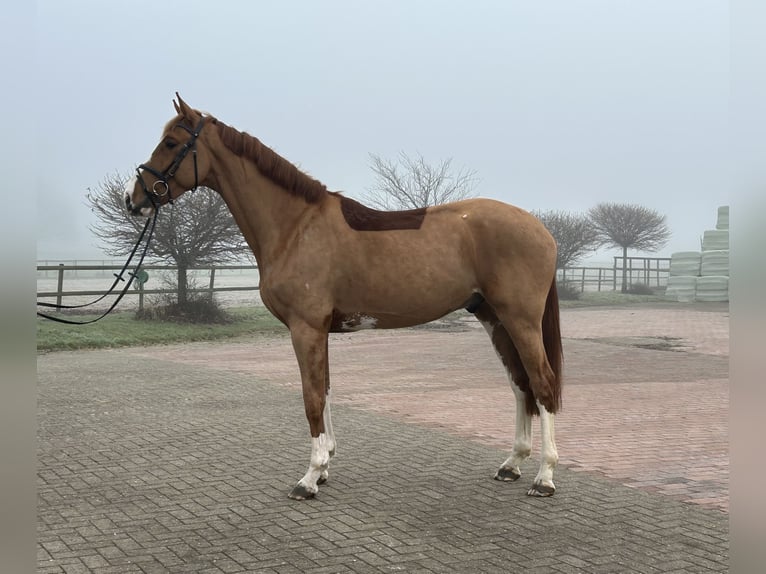 Oldenburger Springpferd Wałach 5 lat 172 cm Kasztanowata in Ganderkesee