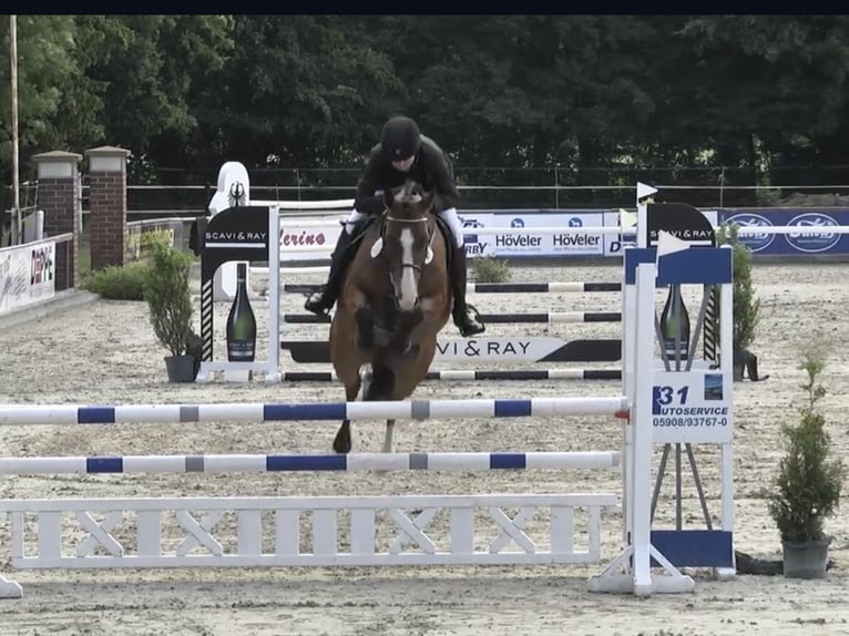 Oldenburger Springpferd Wałach 6 lat 160 cm Gniada in BramscheBramsche