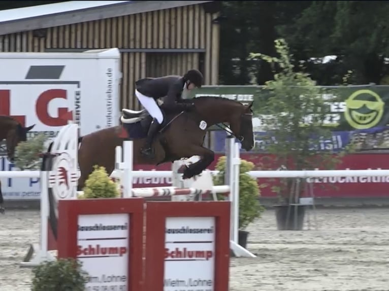 Oldenburger Springpferd Wałach 6 lat 160 cm Gniada in BramscheBramsche