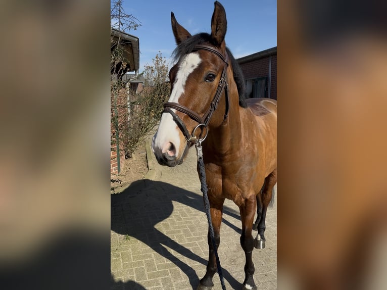 Oldenburger Springpferd Wałach 6 lat 162 cm Gniada in Nettetal