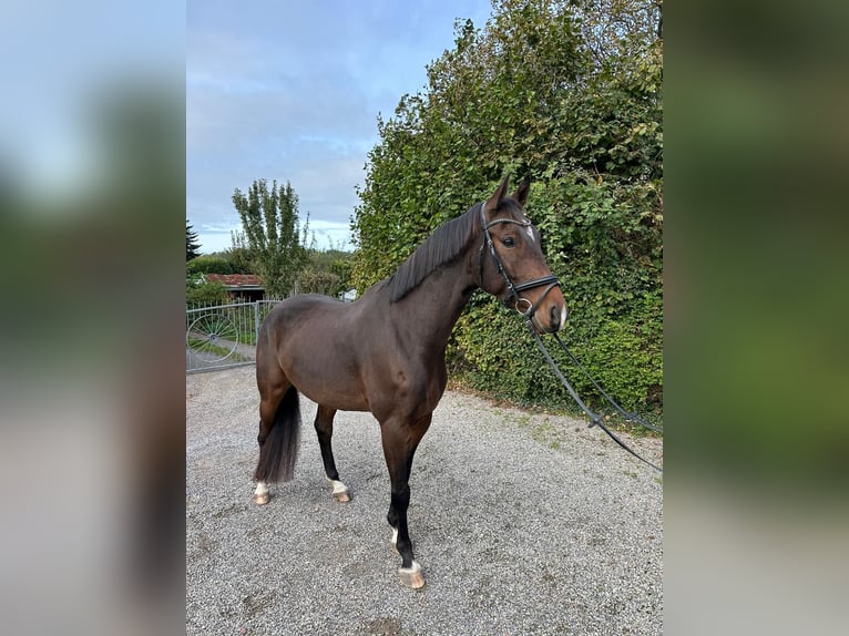 Oldenburger Springpferd Wałach 6 lat 170 cm Gniada in Würselen