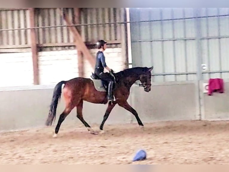 Oldenburger Springpferd Wałach 6 lat 170 cm Gniada in Würselen