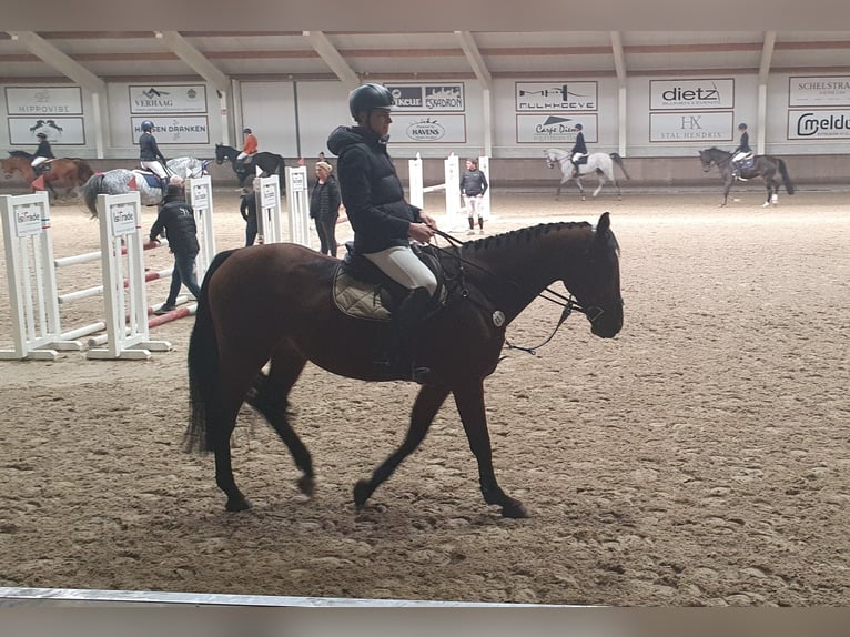 Oldenburger Springpferd Wałach 6 lat 170 cm Gniada in Hessisch Lichtenau