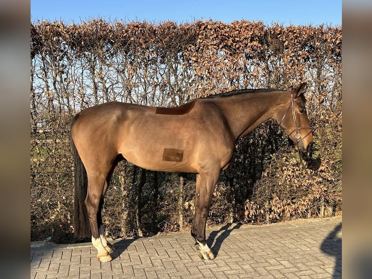 Oldenburger Springpferd Wałach 6 lat 175 cm Gniada in Kevelaer