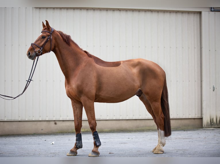 Oldenburger Springpferd Wałach 6 lat 178 cm Kasztanowata in Paderborn