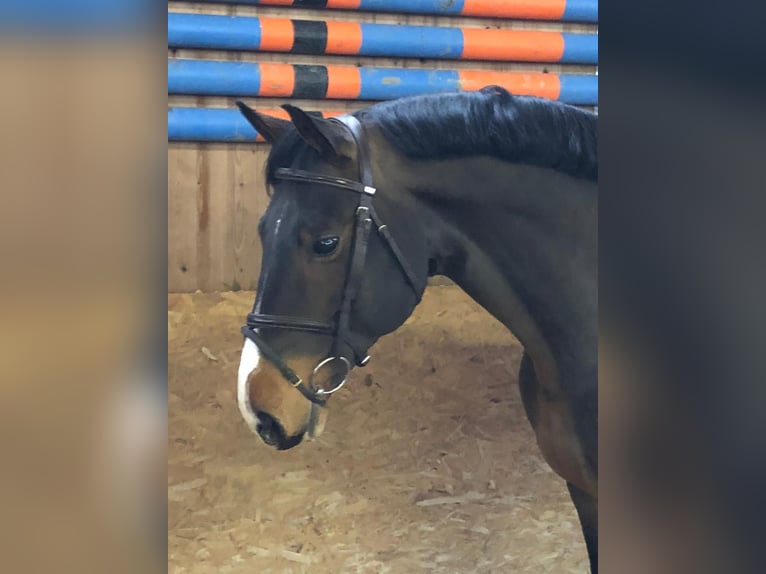 Oldenburger Springpferd Wałach 7 lat 166 cm Ciemnogniada in Saßen-Trantow