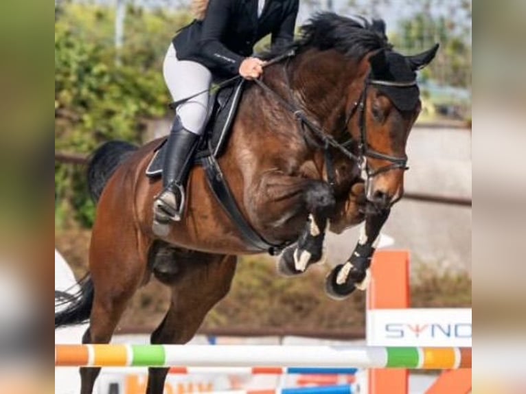 Oldenburger Springpferd Wałach 7 lat 170 cm Ciemnogniada in Mladá Boleslav