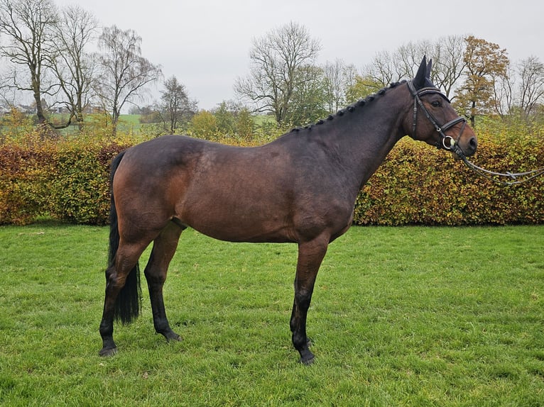 Oldenburger Springpferd Wałach 7 lat 170 cm Gniada in Detmold