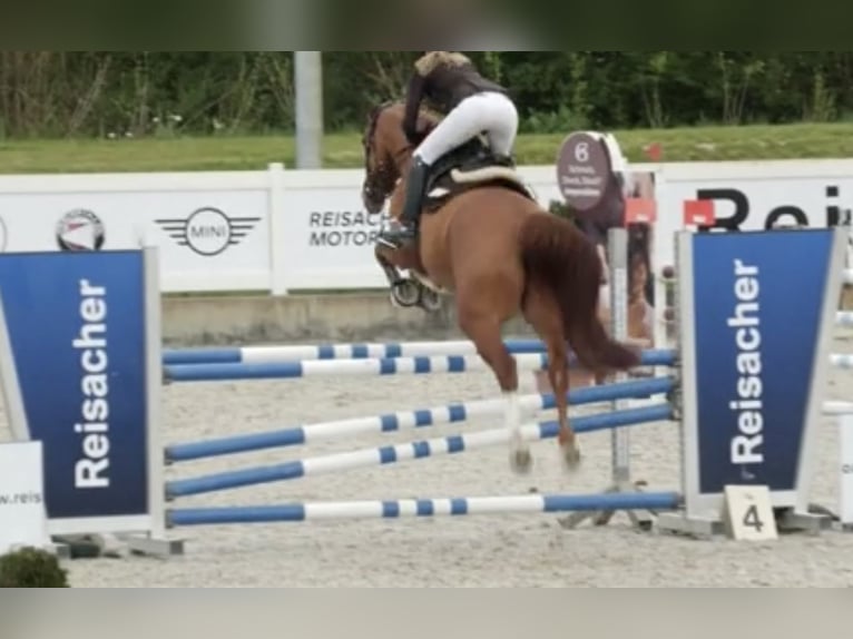 Oldenburger Springpferd Wałach 7 lat 172 cm Kasztanowata in Neu-Ulm