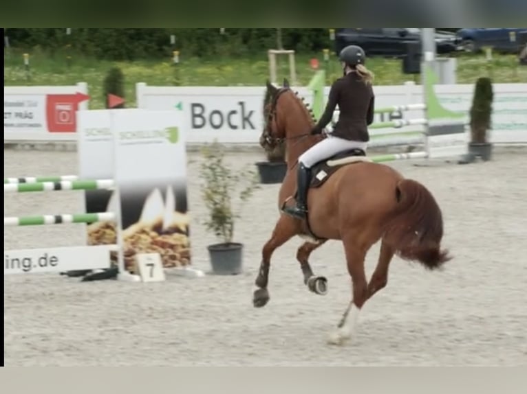 Oldenburger Springpferd Wałach 7 lat 172 cm Kasztanowata in Neu-Ulm