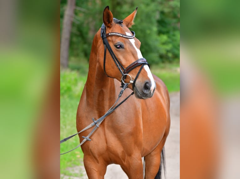 Oldenburger Springpferd Wałach 8 lat 160 cm Gniada in Zossen