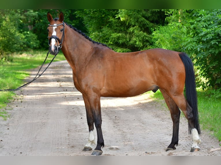 Oldenburger Springpferd Wałach 8 lat 160 cm Gniada in Zossen