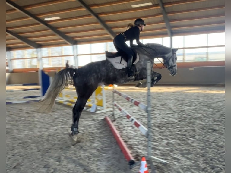 Oldenburger Springpferd Wałach 8 lat 167 cm Siwa in Elmenhorst