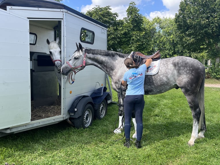 Oldenburger Springpferd Wałach 8 lat 167 cm Siwa in Elmenhorst