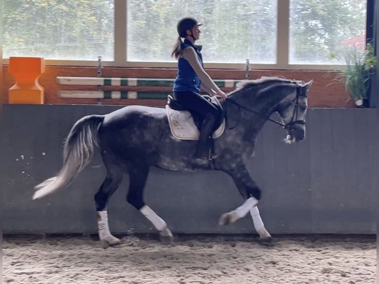 Oldenburger Springpferd Wałach 8 lat 167 cm Siwa in Elmenhorst