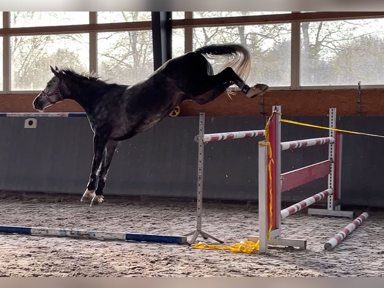 Oldenburger Springpferd Wałach 8 lat 167 cm Siwa in Elmenhorst