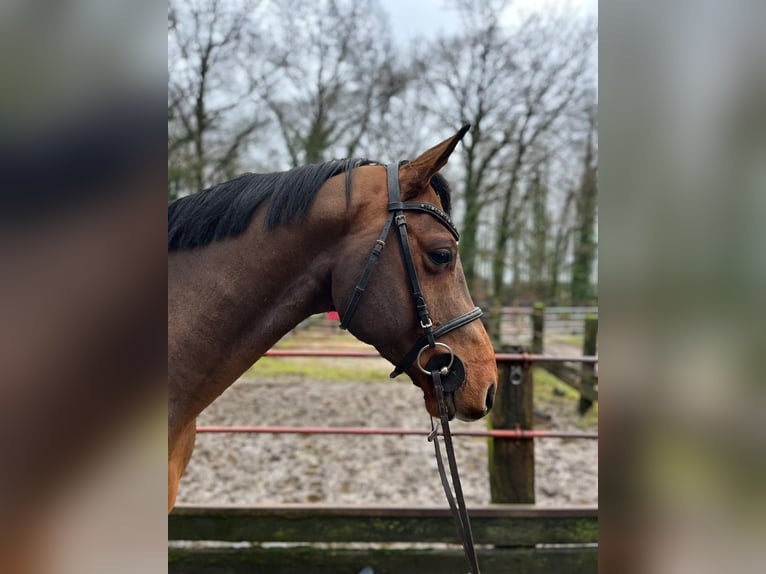 Oldenburger Springpferd Wałach 8 lat 172 cm Ciemnogniada in Sassen-Trantow