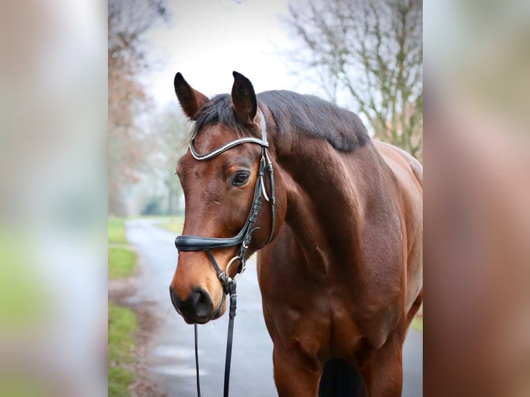 Oldenburger Springpferd Wałach 8 lat 185 cm Gniada in Syke