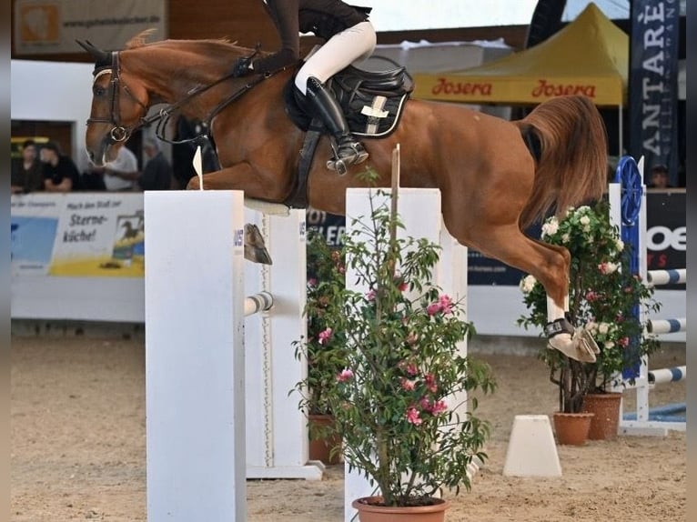 Oldenburger Springpferd Wałach 9 lat 165 cm Kasztanowata in Neu-Ulm