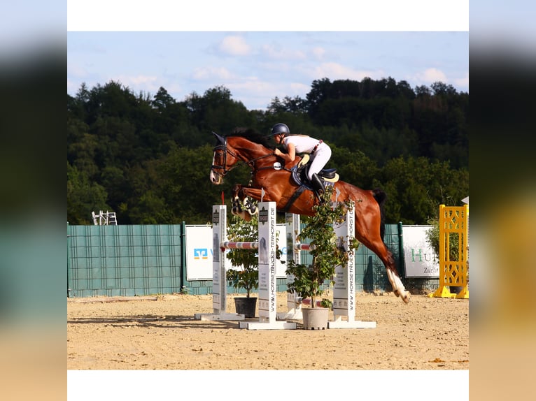 Oldenburger Springpferd Wałach 9 lat 180 cm Gniada in Köln