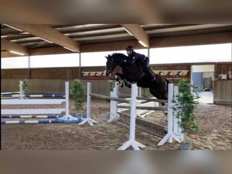 Oldenburger Springpferd Wallach 10 Jahre 164 cm Dunkelbrauner in Uder