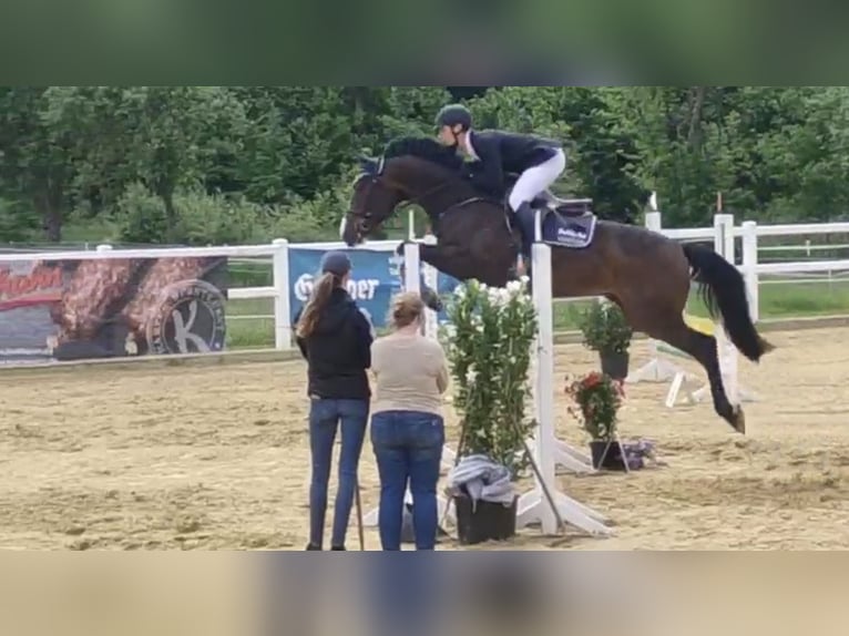 Oldenburger Springpferd Wallach 10 Jahre 164 cm Dunkelbrauner in Uder