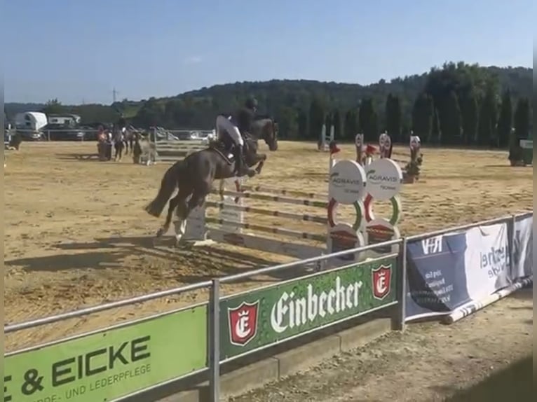 Oldenburger Springpferd Wallach 10 Jahre 164 cm Dunkelbrauner in Uder