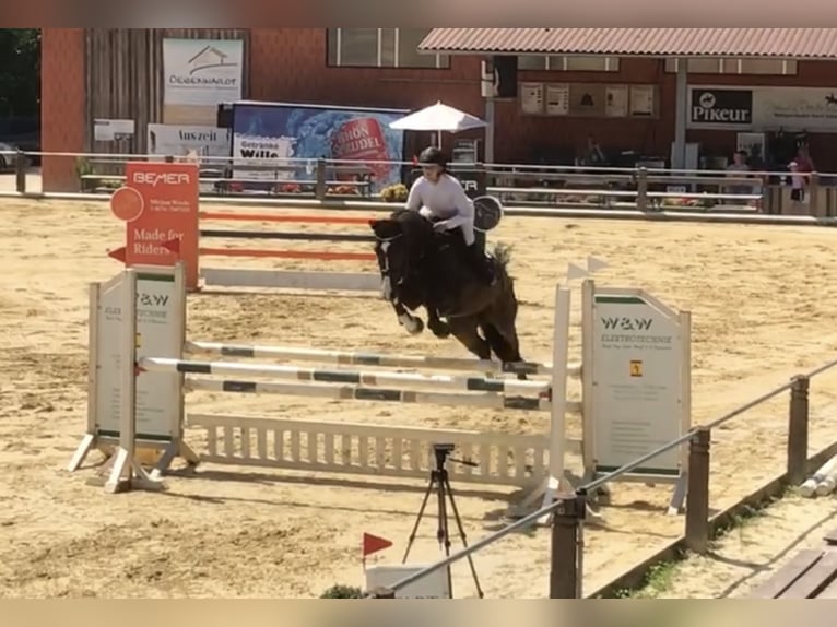 Oldenburger Springpferd Wallach 10 Jahre 164 cm Dunkelbrauner in Uder