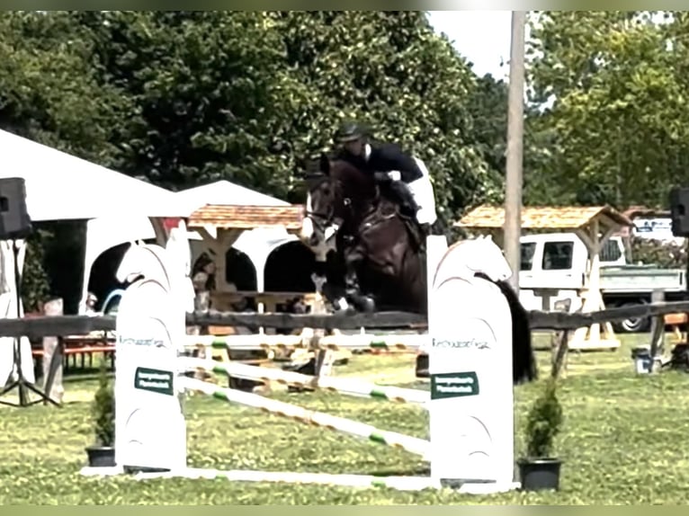 Oldenburger Springpferd Wallach 10 Jahre 164 cm Dunkelbrauner in Uder