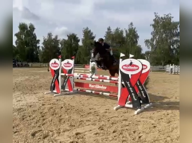 Oldenburger Springpferd Wallach 10 Jahre 164 cm Dunkelbrauner in Uder