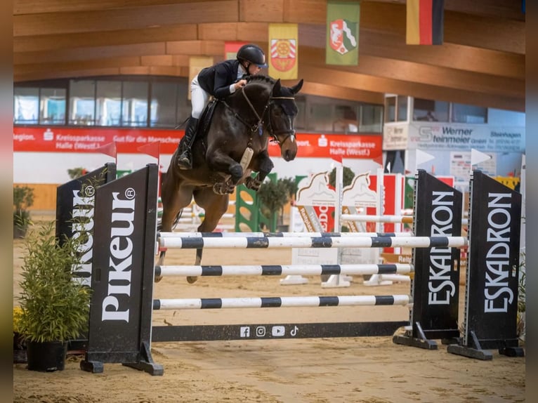 Oldenburger Springpferd Wallach 10 Jahre 165 cm Brauner in Delbrück