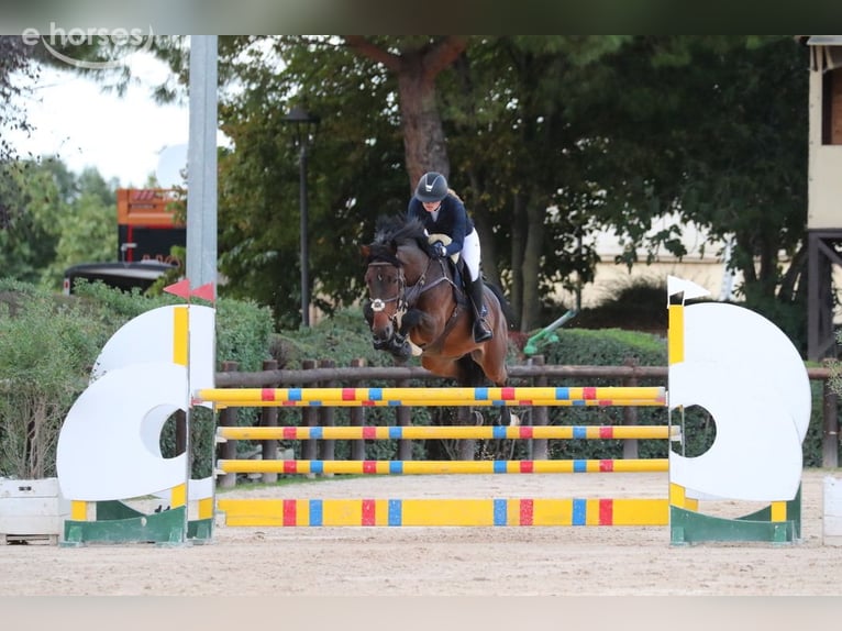 Oldenburger Springpferd Wallach 10 Jahre 165 cm Brauner in Ehingen