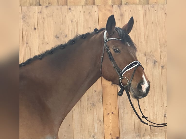 Oldenburger Springpferd Wallach 10 Jahre 166 cm Brauner in Riedlingen