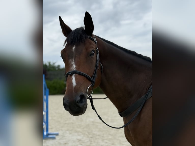 Oldenburger Springpferd Wallach 10 Jahre 168 cm Brauner in Ro&#x15B;cis&#x142;awice