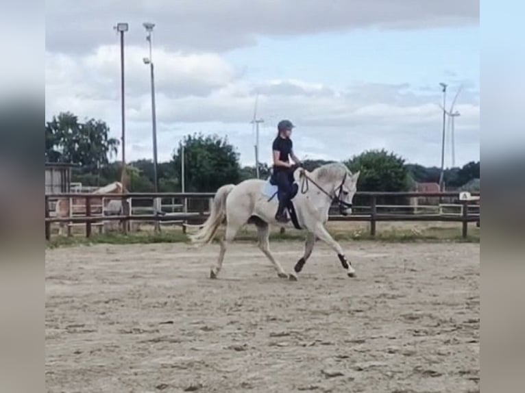 Oldenburger Springpferd Wallach 10 Jahre 168 cm Schimmel in Meldorf