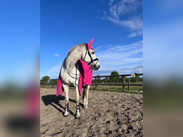 Oldenburger Springpferd Wallach 10 Jahre 168 cm Schimmel in Meldorf